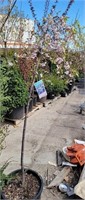 Serpentine Double Weeping Cherry 5ft+