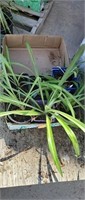 (6) Smaller Spider Plants