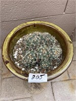 Ceramic Planter / Cactus