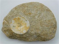 DINOSAUR BONE IN MATRIX ROCK STONE LAPIDARY SPECIM