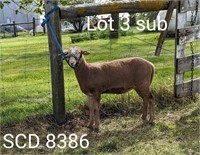 DJSmith SCD 8386 Katahdin Spring Ewe Lamb