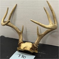 8 Point Buck Deer Horns