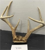 8 point Buck Deer Horns