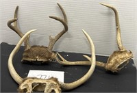 6 pt; 5 pt & 3 pt Buck Deer Horns