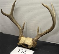 6 point Buck Deer Horns