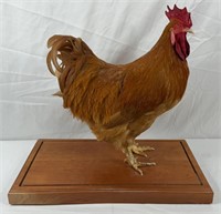 Authentic Rooster Taxidermy in Glass Display Case