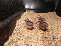 3 Silver Duckwing Chicks, April 10