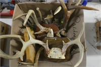 Box of small antlers