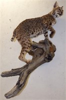 Bobcat Taxidermy Mount on Rock & Wood