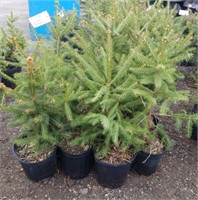10- Norway Spruce Trees 18-24"