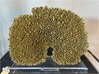 Large Fake Dried Coral on Lucite Base