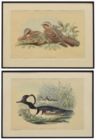 (2) J. GOULD 'BIRDS OF GREAT BRITAIN' LITHOGRAPHS