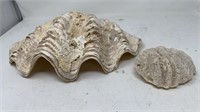 Clamshell 14" wide and Sea Fossil 5" wide