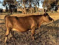 (VIC) NELLIE - JERSEY COW