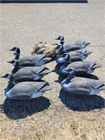 Seven Canadian Geese Decoys with Bag