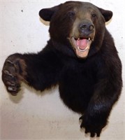 Black Bear Taxidermy Mount - Half Body