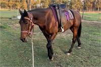 (NSW) KODY - STANDARDBRED GELDING