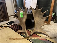 Moose antlers - pair  2ft
