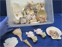box of nice sea shells & 2 nightlight shells