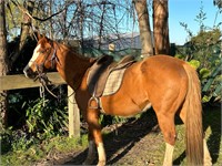 (VIC) MYTEE AWESOME LADY - PAINT MARE