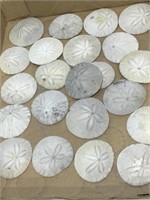 Collection of Sand dollars.