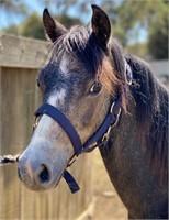 (VIC) WELSH FILLY