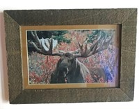 Rough Cut Farmhouse Framed Moose Eating Photo