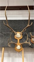 MULEY AND ELK RACK ON PLAQUE