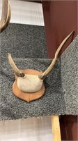 ELK SPIKE ON PLAQUE