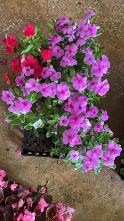 PLANTS ONLY ONLINE AUCTION- 6/10-12/2024