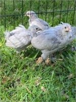 Lavender Orphington chicks x4 four weeks old.