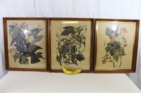 3 - Vintage J.J. Audubon Framed Bird Prints