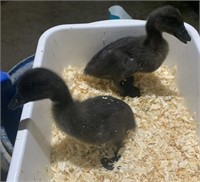 2 Unsexed-Barnyard Ducklings