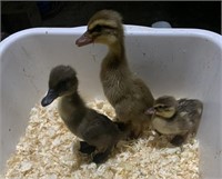 3 Unsexed- Call Ducklings- Asst. Colors