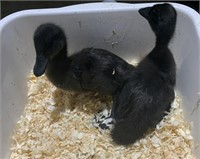 2 Unsexed-Cayuga Ducklings