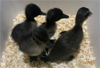 4 Unsexed-Call Ducklings- Asst. Colors