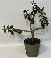 GREAT LIVE POTTED JADE PLANT