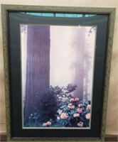 Framed Poster (?) Of Misty Redwoods. 28.5"x37.75"