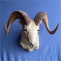 Large taxidermy Dall sheep ram head mount, Rack wi
