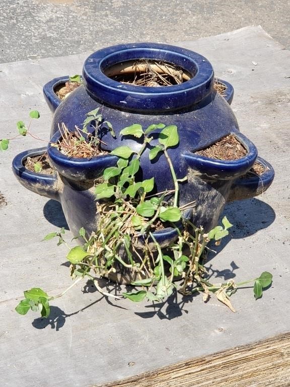 Blue-glazed ceramic strawberry pot w/live plant