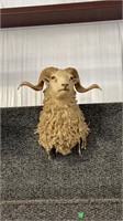 SHEEP MOUNT