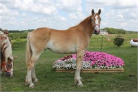 Registered 1 yr old Belgian mare