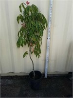 5 ft 5 in chestnut tree
