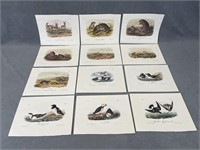Quantity of Audubon Bird Prints