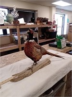 Taxidermy pheasant