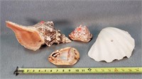 4- Big Seashells