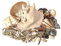 Assorted Sea Shell Specimens