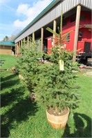BLACK HILLS SPRUCE THIS IS 4 TIMES THE BID AMOUNT