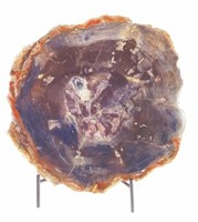 Petrified Wood Slab Specimen With Stand