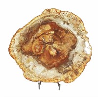 Petrified Tree Slab Specimen With Stand